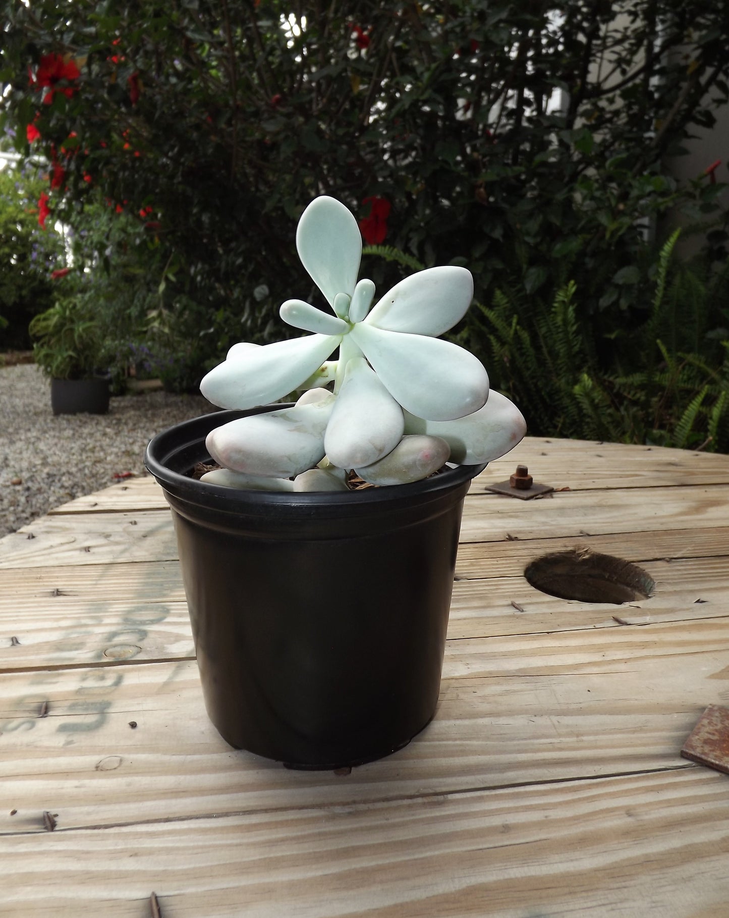 Pachyphytum Oviferum