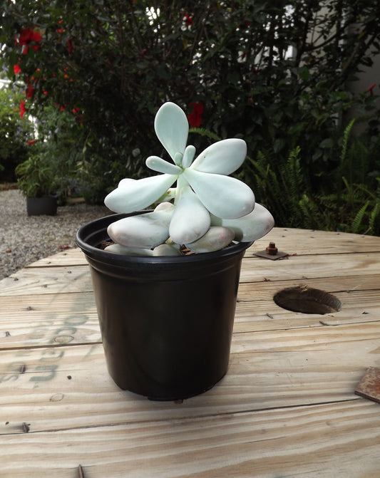 Pachyphytum Oviferum