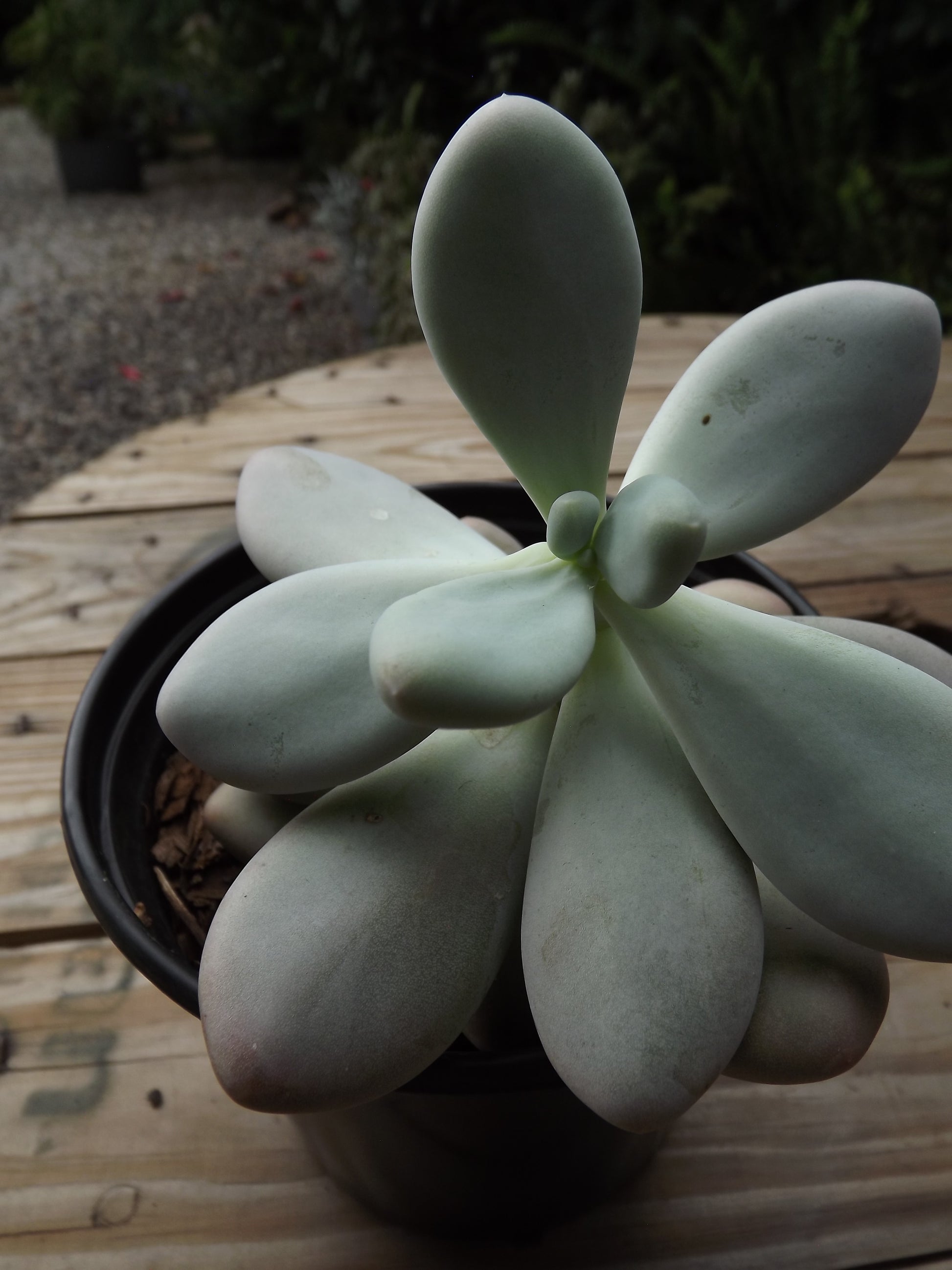 Pachyphytum Oviferum