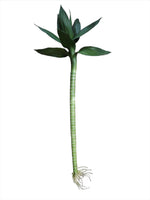 Load image into Gallery viewer, Lotus Bamboo
