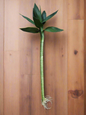 Lotus Bamboo
