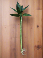 Load image into Gallery viewer, Lotus Bamboo
