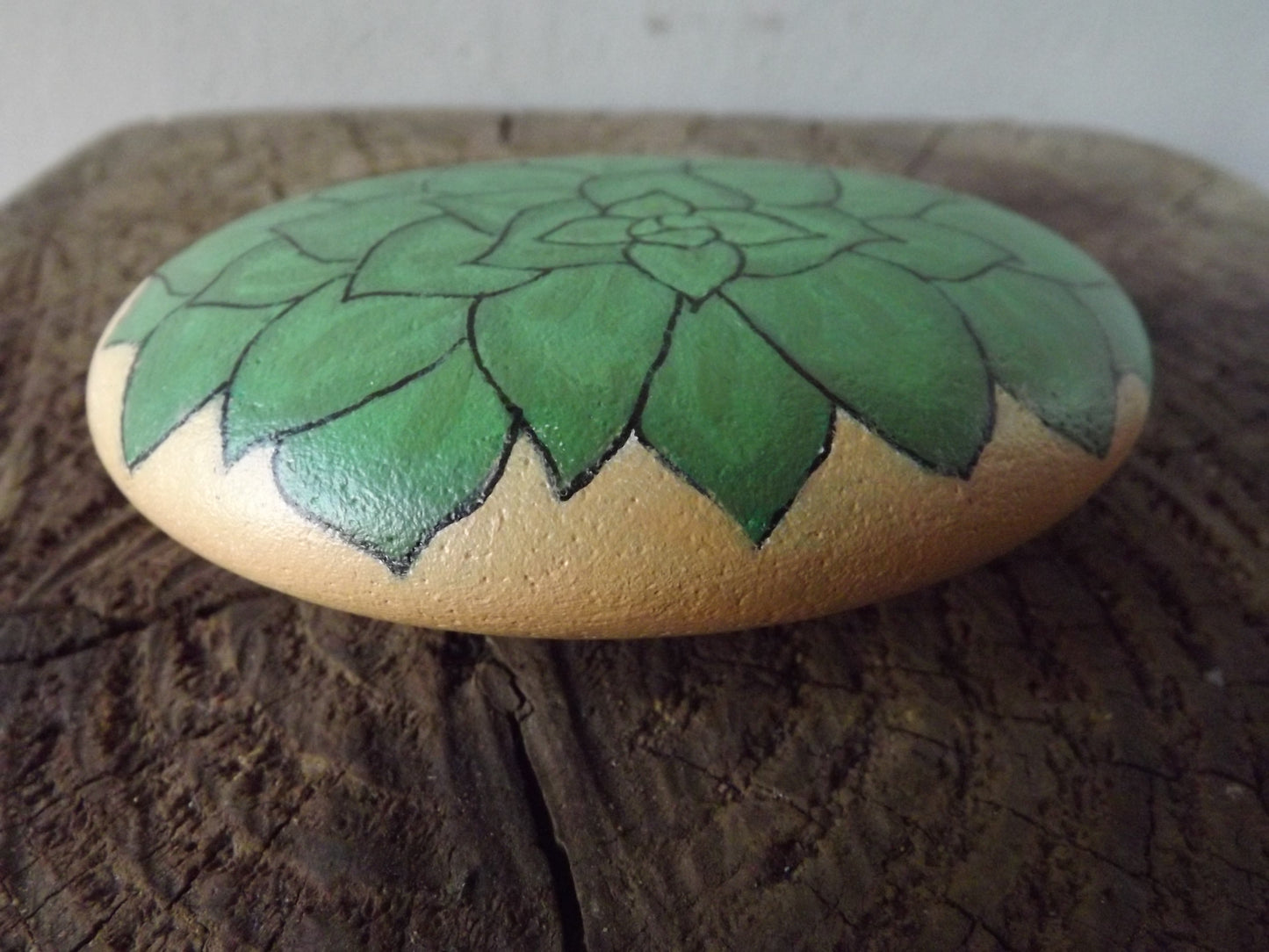 Echeveria Painted Rock