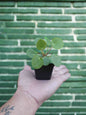 Chinese Money Plant