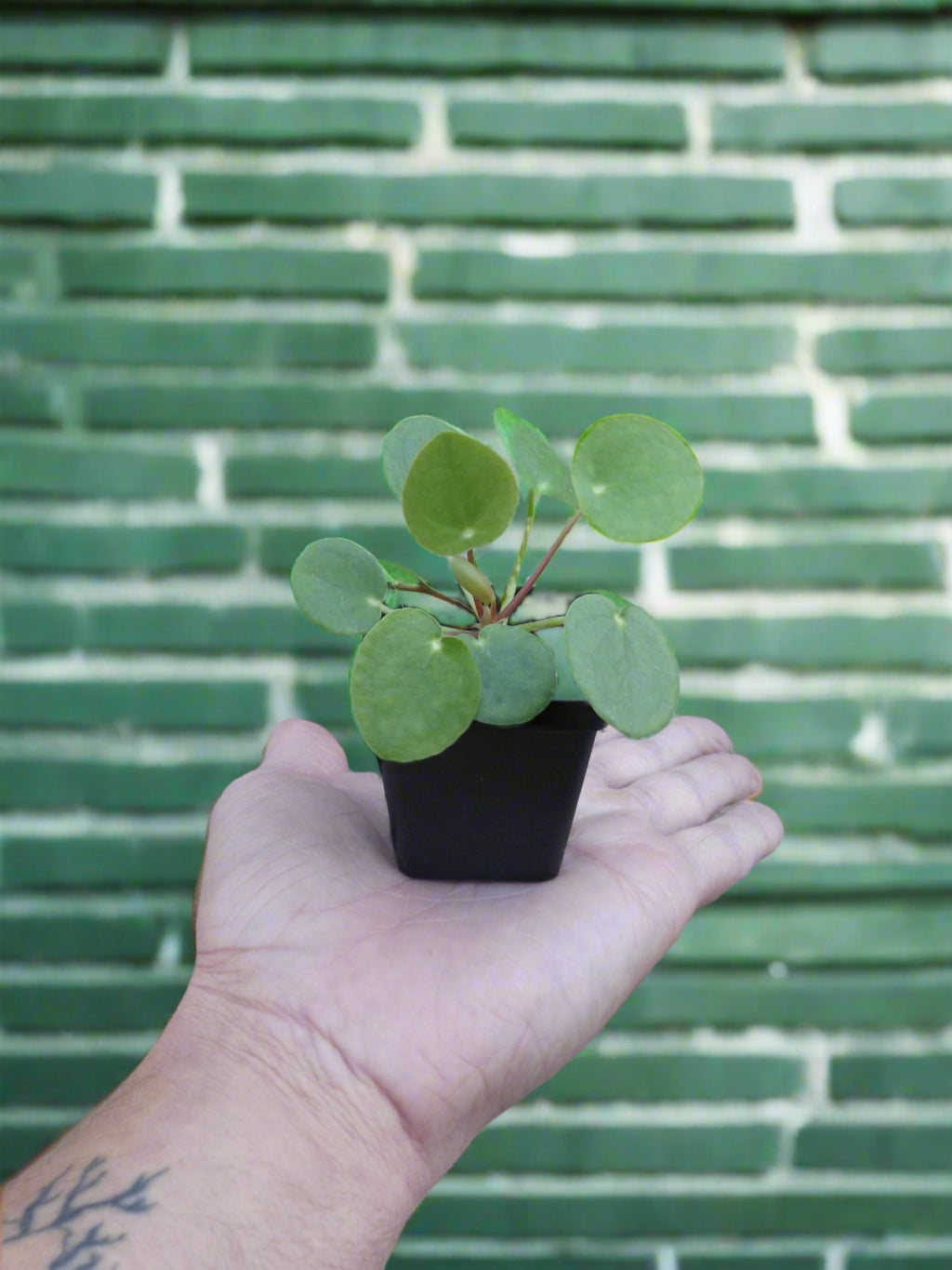 Chinese Money Plant