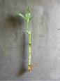 Lucky Bamboo