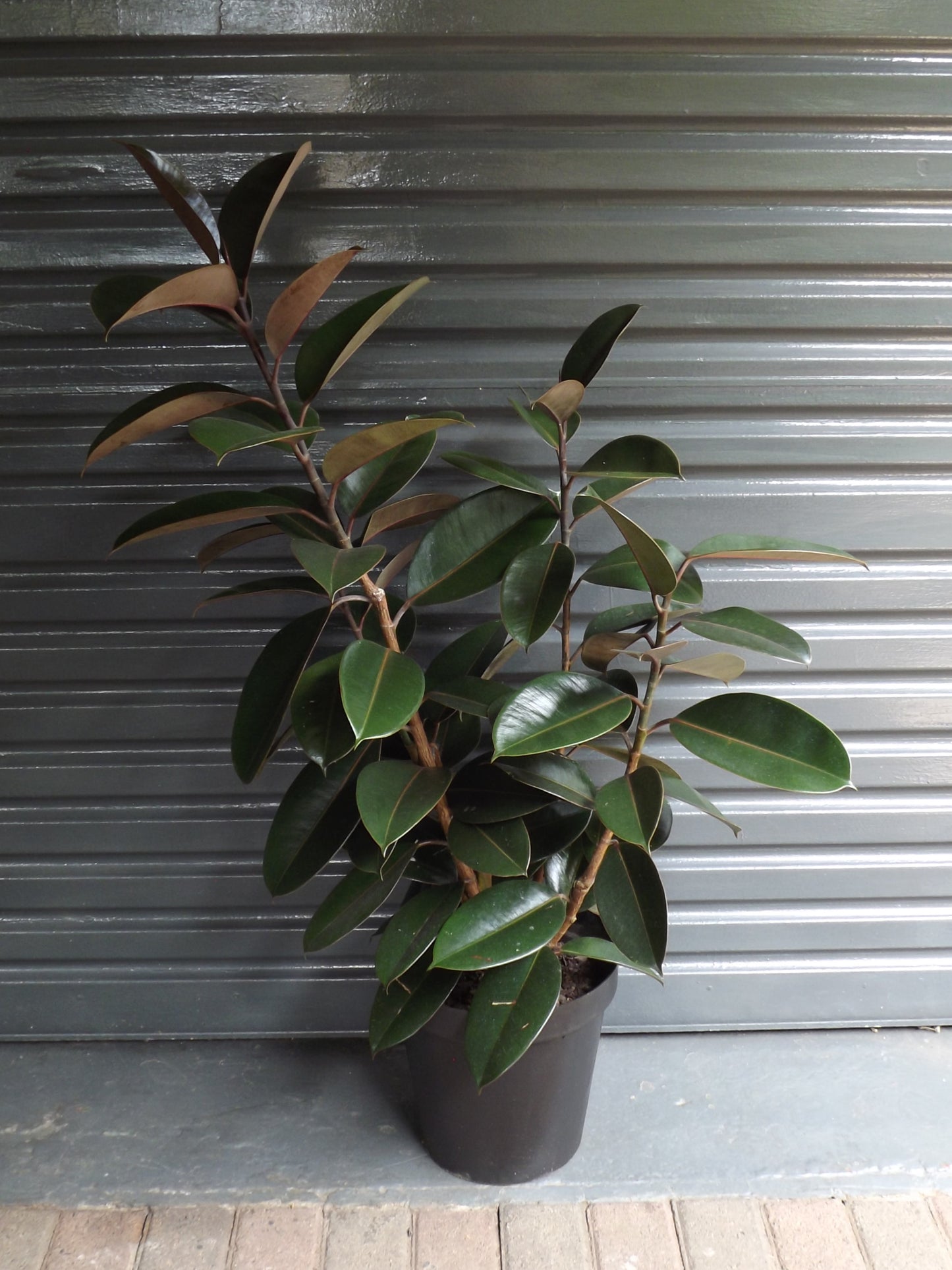 Ficus Elastica Abidjan Large