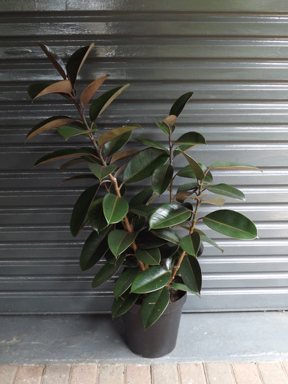 Ficus Elastica Abidjan Large