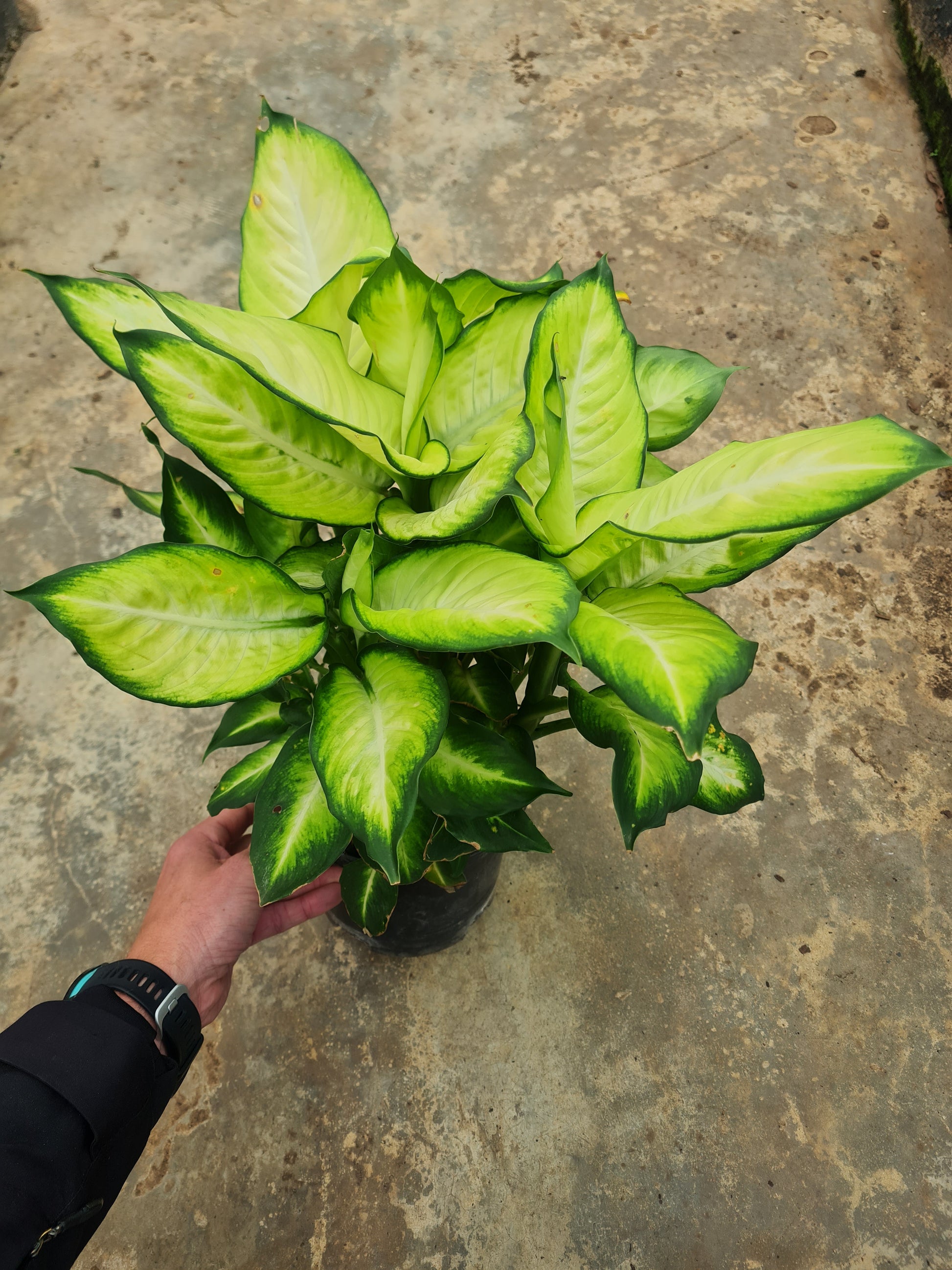 Dieffenbachia ‘Tropic Marianne’