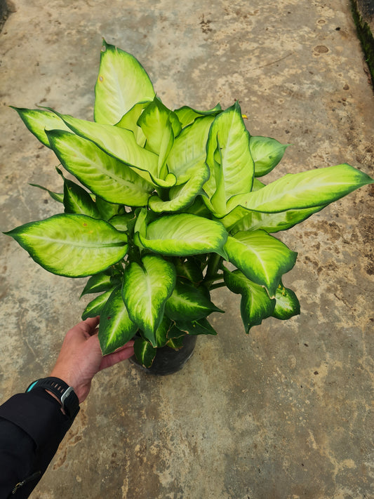 Dieffenbachia ‘Tropic Marianne’