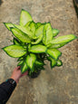 Dieffenbachia ‘Tropic Marianne’