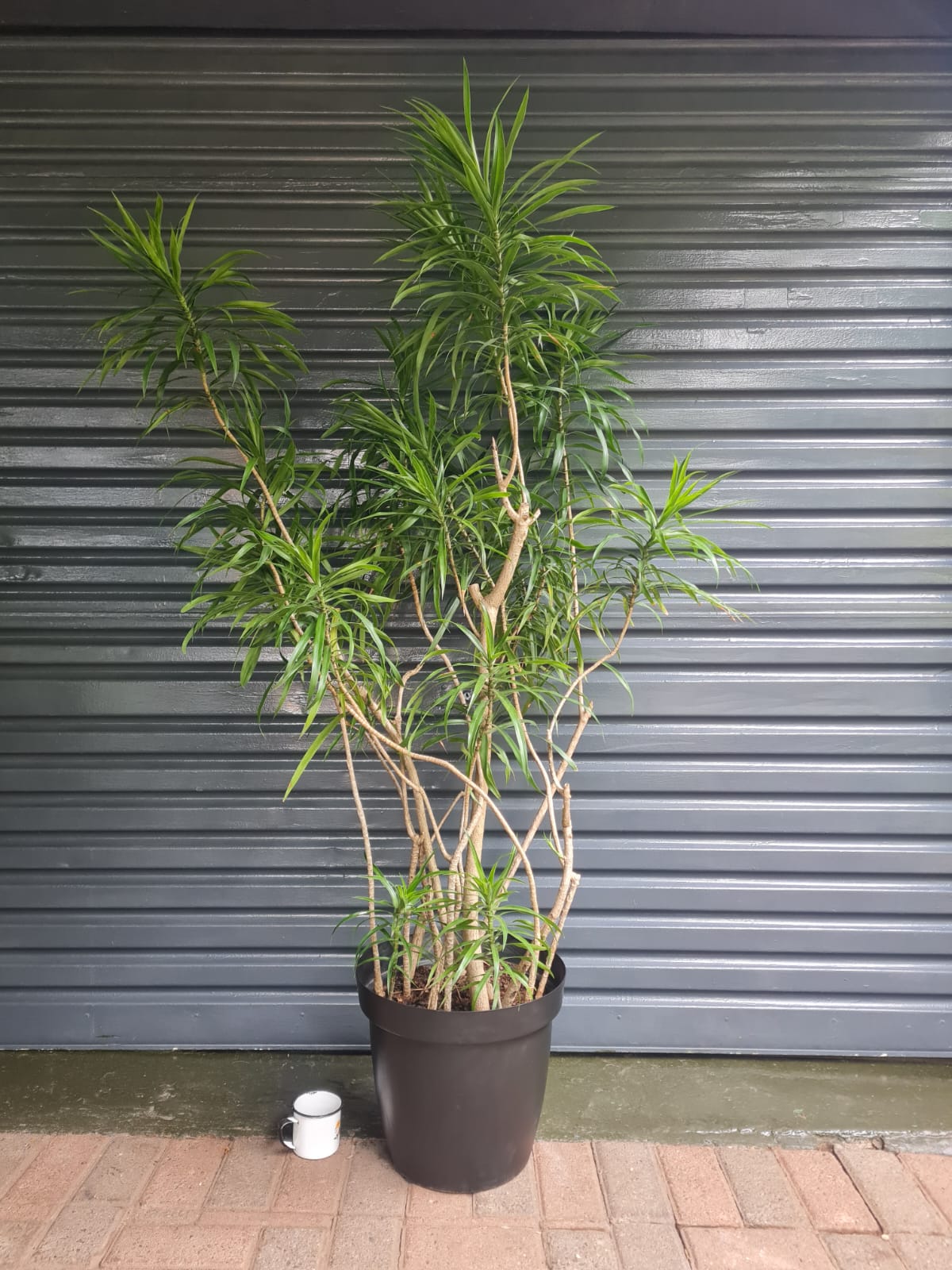 Dragon Tree Americana, Dracaena Americana