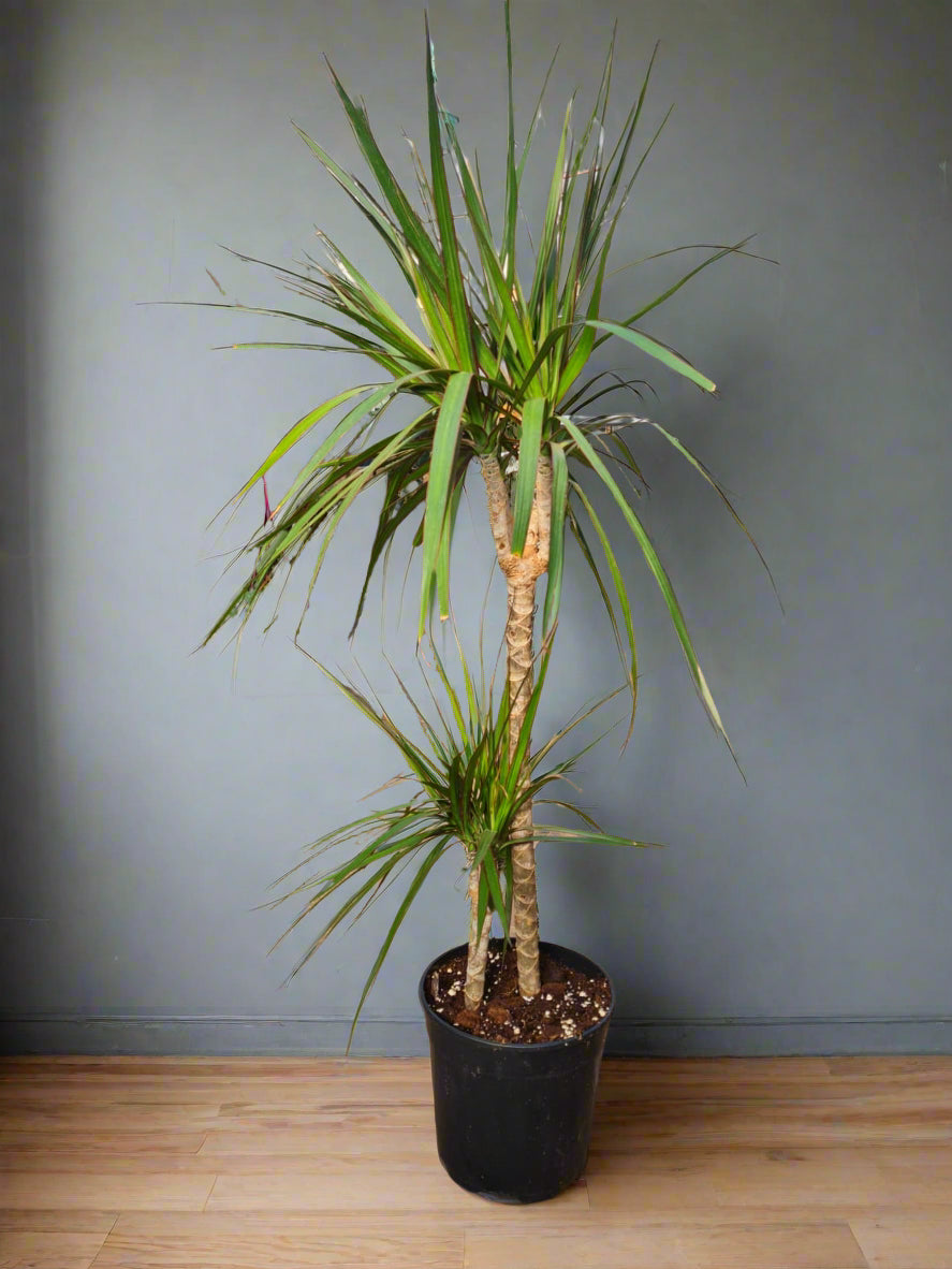 Dragon Tree or Madagascar Dragon Tree