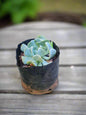 Echeveria Runyonii