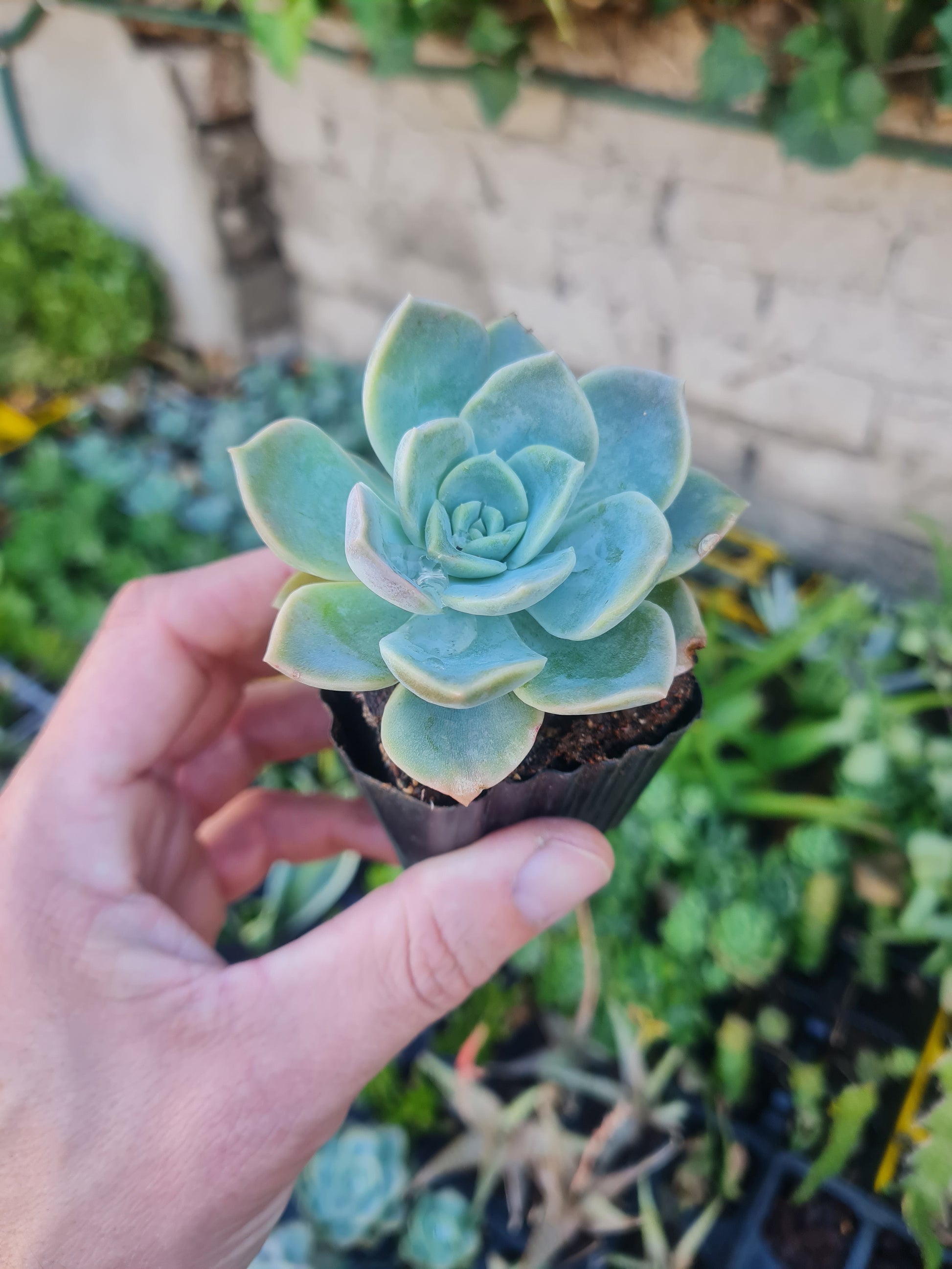 Echeveria elegans plug Rock rose succulent young plant by i-go-eco