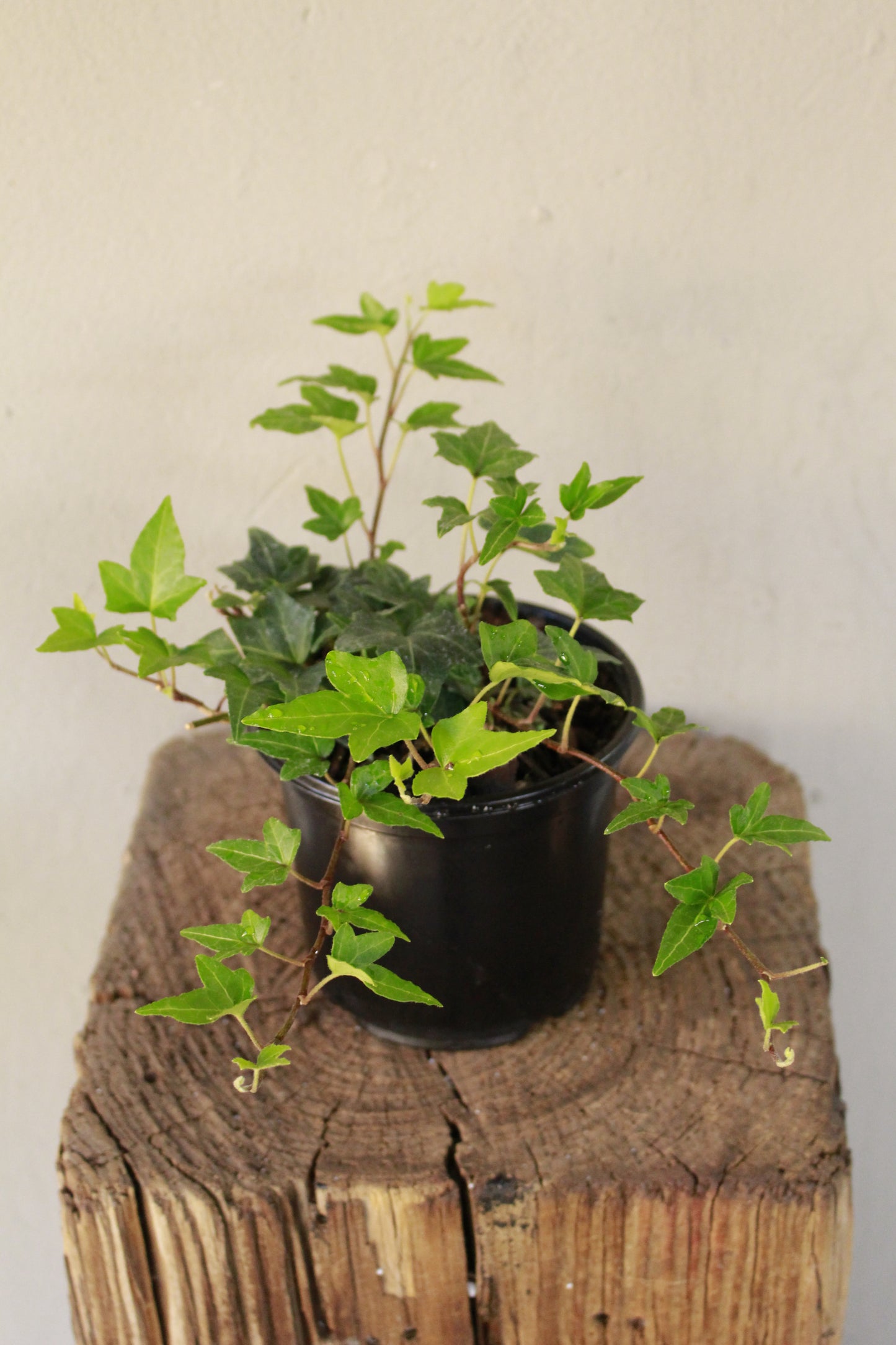 English ivy, Hedera Helix