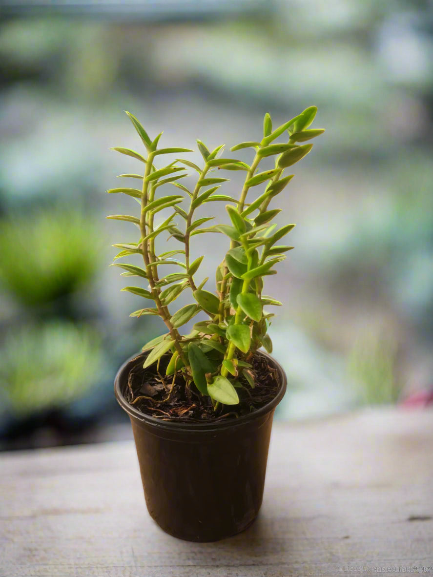 Eidendrum Orchid