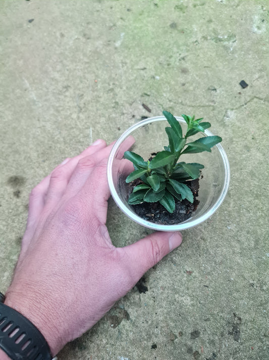 Euonymus Japonicus