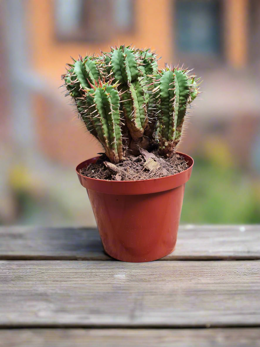 Euphorbia Ferrox
