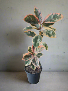 Ficus Elastica Previously loved plants i-go-eco