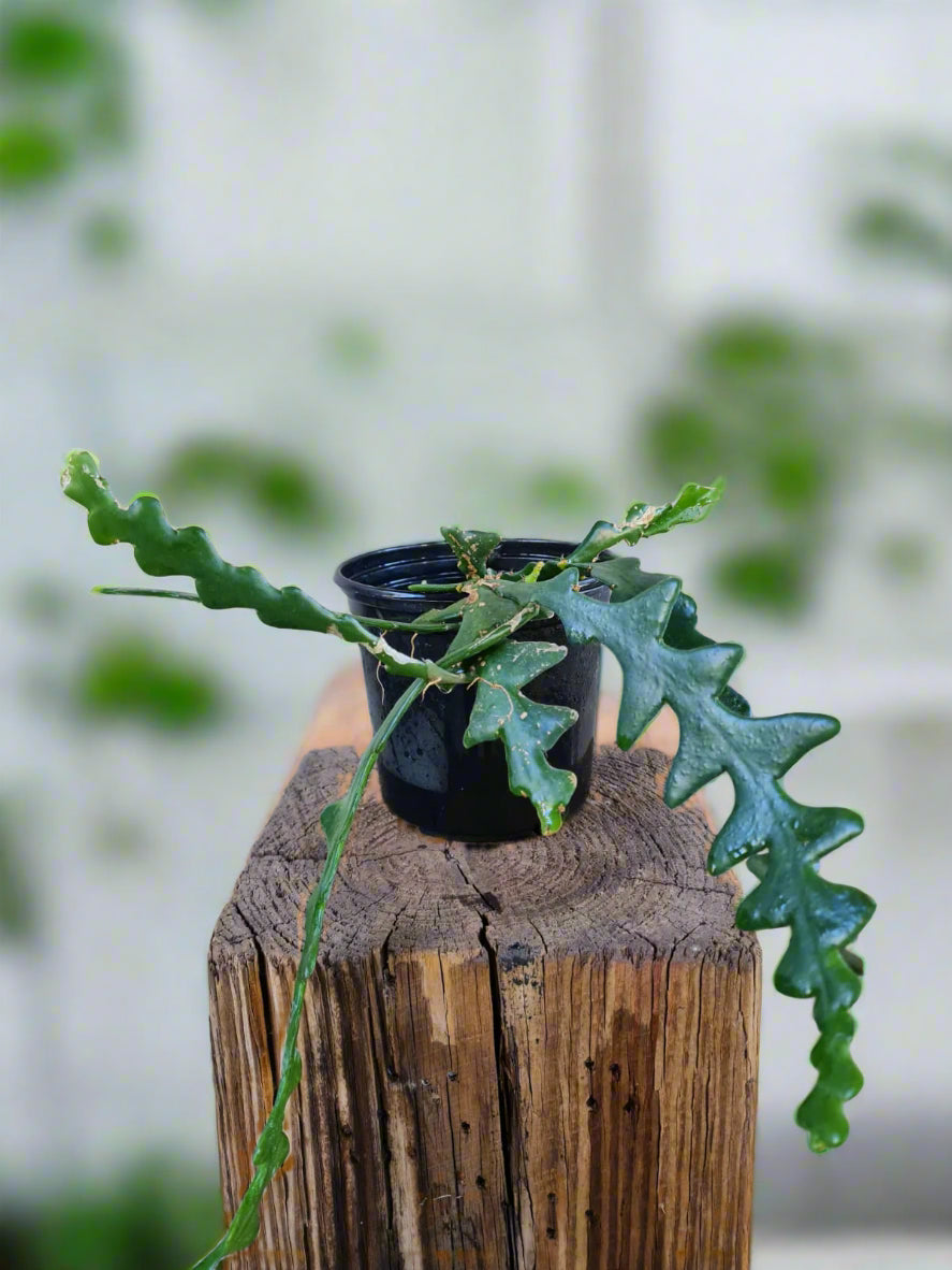 Fishbone cactus