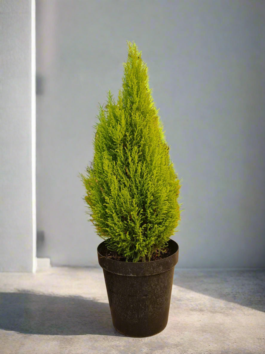Gold Crest Tree
