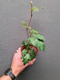Grape ivy or Cissus rhombifolia