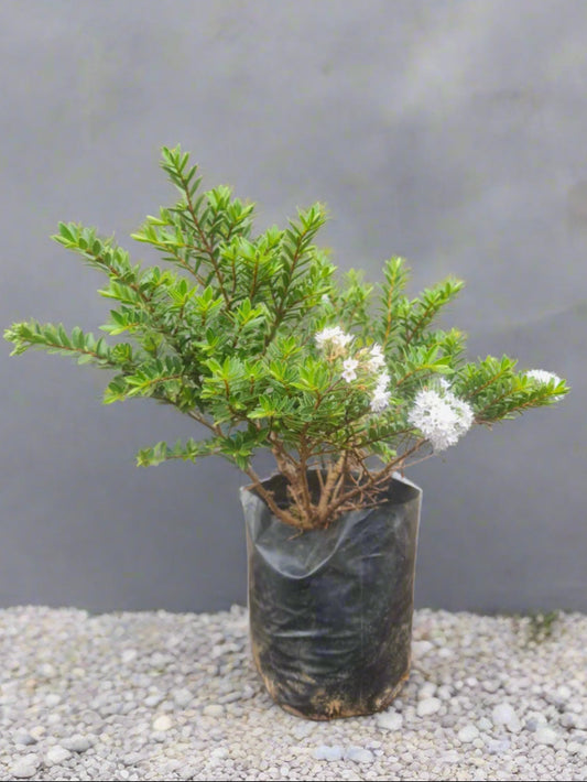 Hebe diosmifolia Veronica