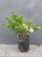 Hebe diosmifolia Veronica