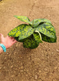 Homalomena Camouflage leaves with unique markings