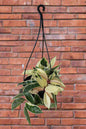Hoya Carnosa Krimson Queen hanging pot
