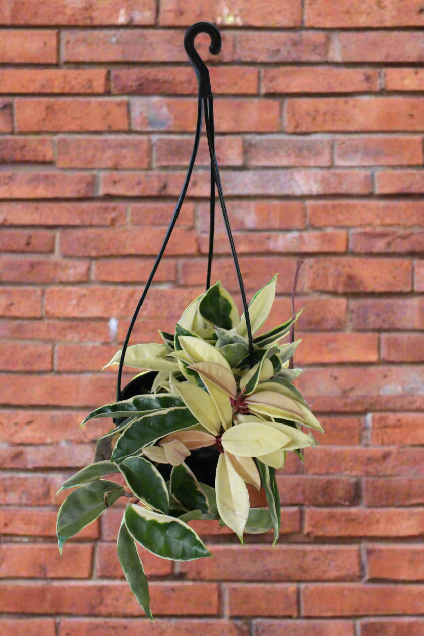 Hoya Carnosa Krimson Queen hanging pot
