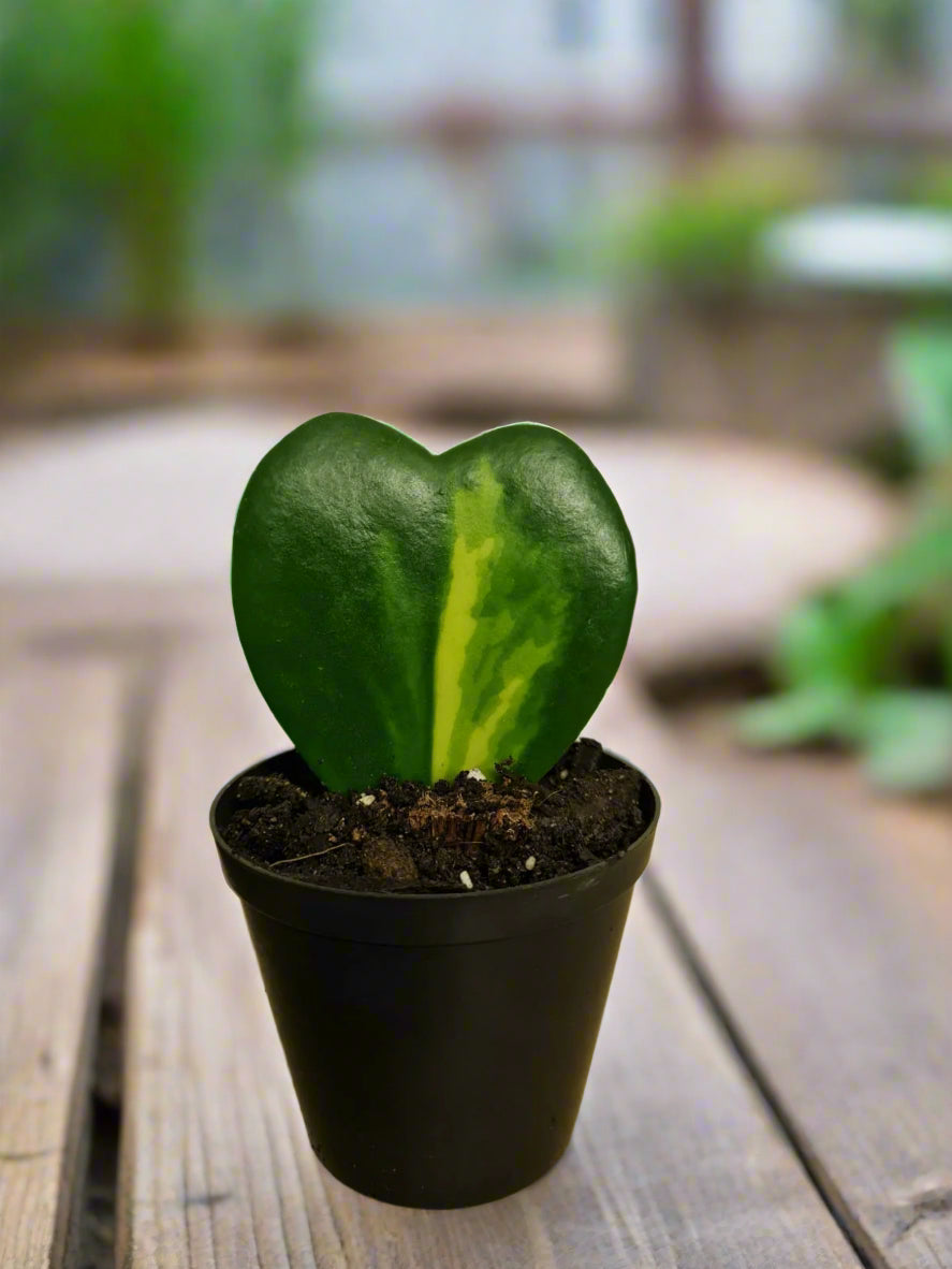 Hoya Kerrii