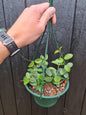 Hoya Mathilde hanging pot