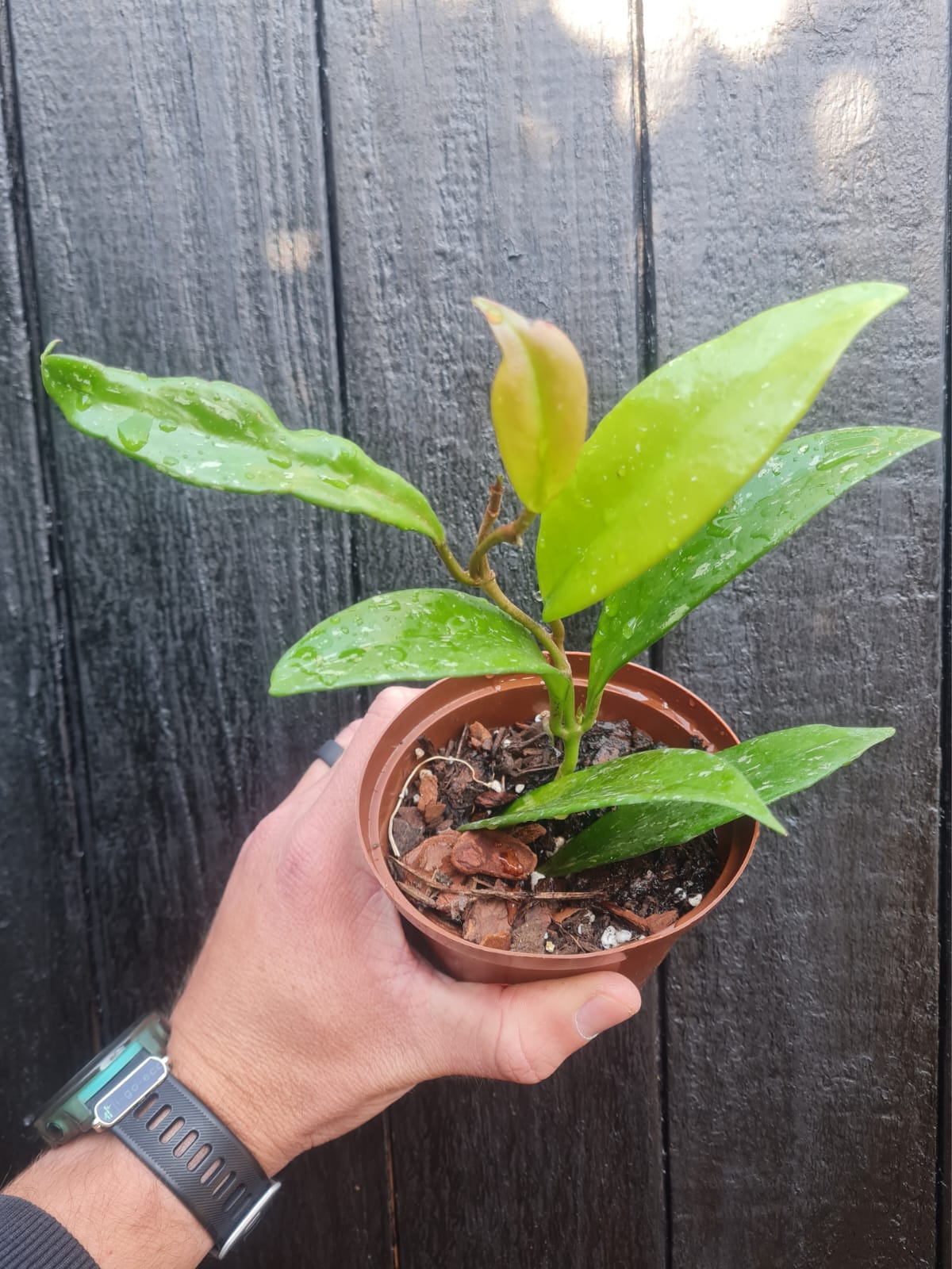 Hoya Pubicalyx i-go-eco