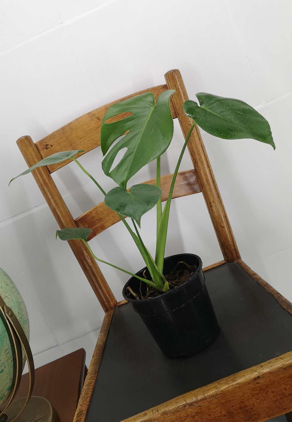 Philodendron Monstera deliciosa or Delicious Monster