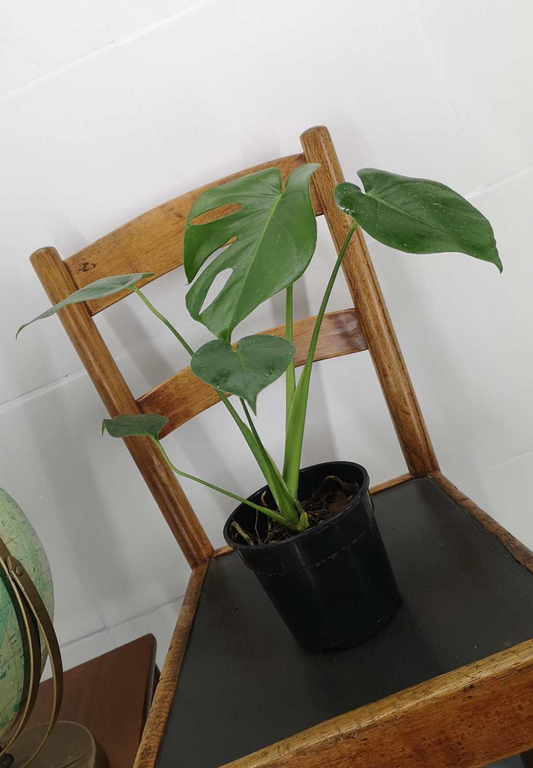 Philodendron Monstera deliciosa or Delicious Monster