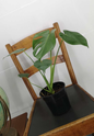 Philodendron Monstera deliciosa or Delicious Monster