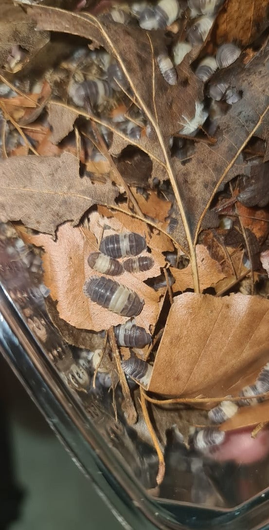 Cubaris SP Panda King Isopods