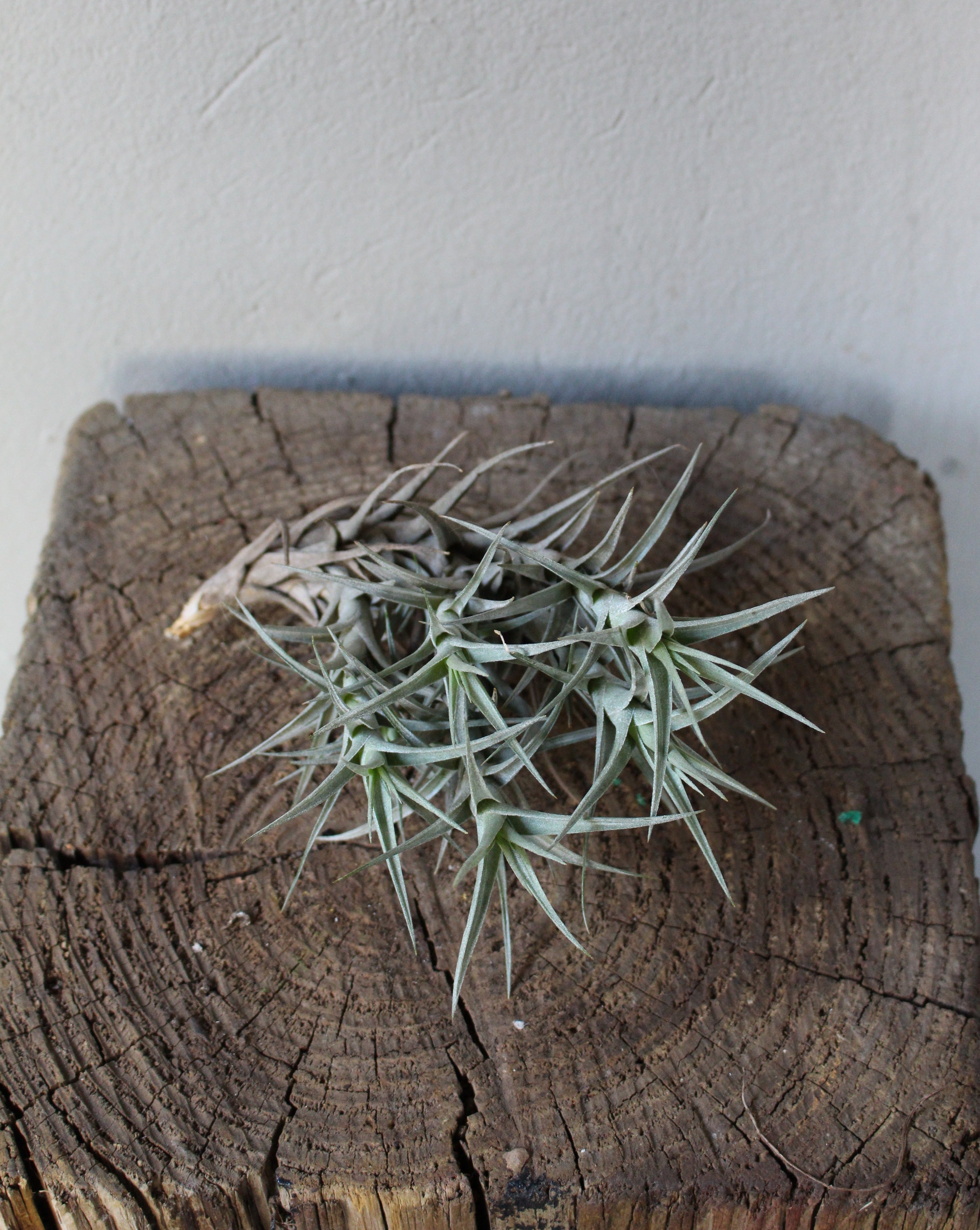Air plant Tillandsia