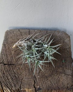 Air plant Tillandsia