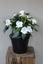 SunPatiens