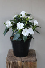 Load image into Gallery viewer, SunPatiens
