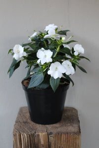 SunPatiens