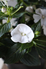 Load image into Gallery viewer, SunPatiens
