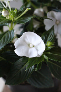 SunPatiens