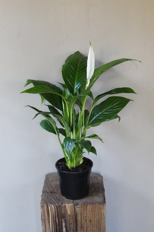Peace Lily