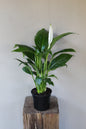 Peace Lily