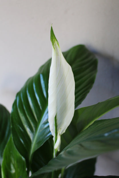 Peace Lily