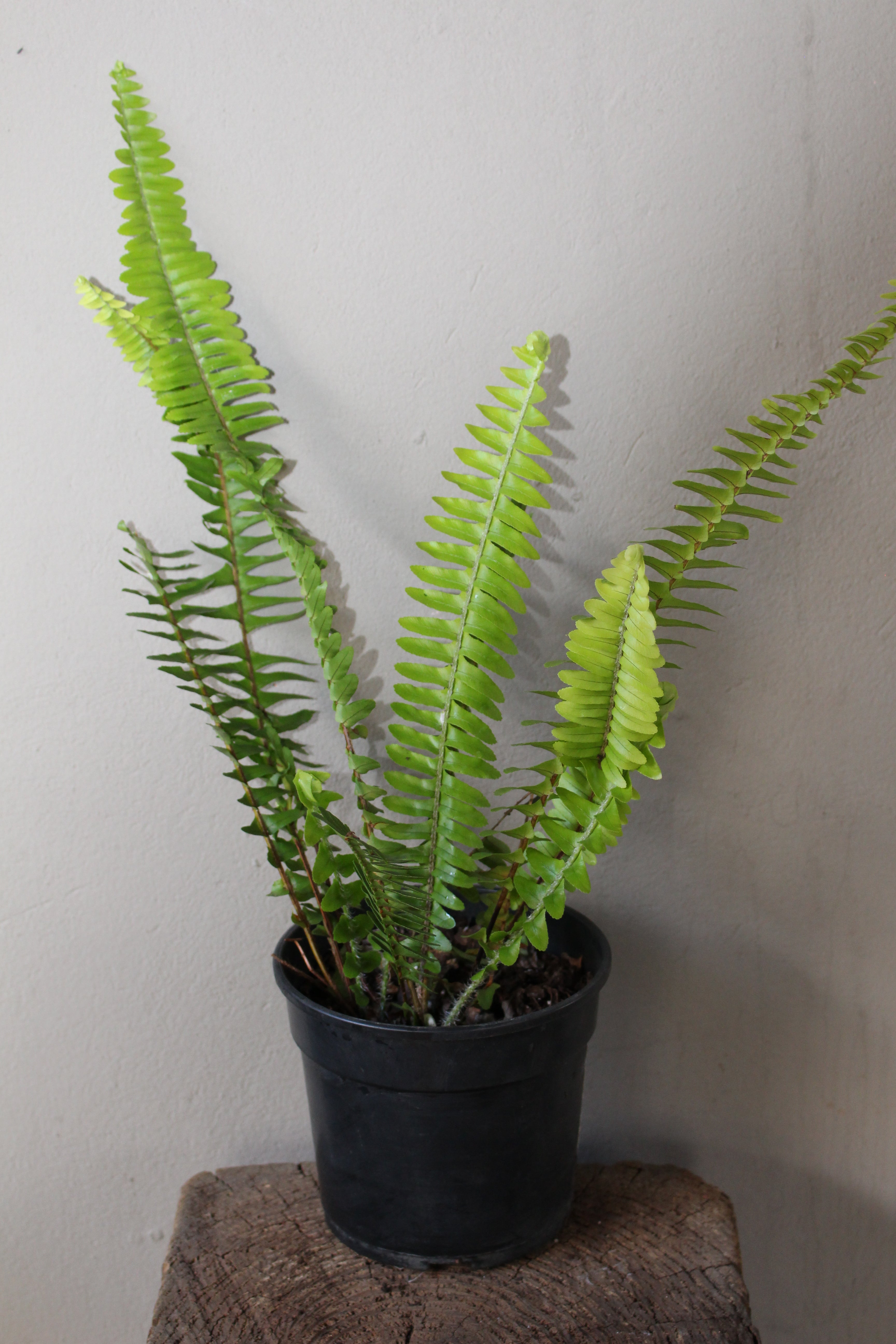 Sword Fern